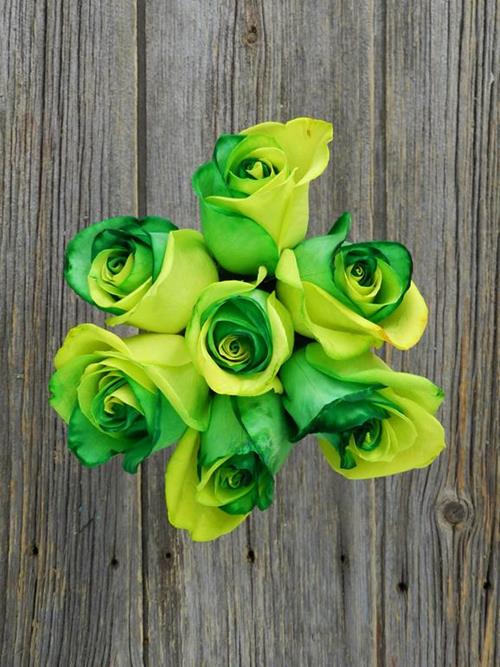 GREEN & YELLOW  TINTED ROSE